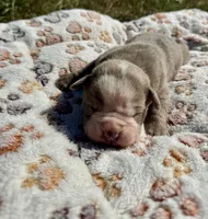 Baxter, a male Olde English Bulldogge for sale in Iowa City, IA – Photo 3 of 4