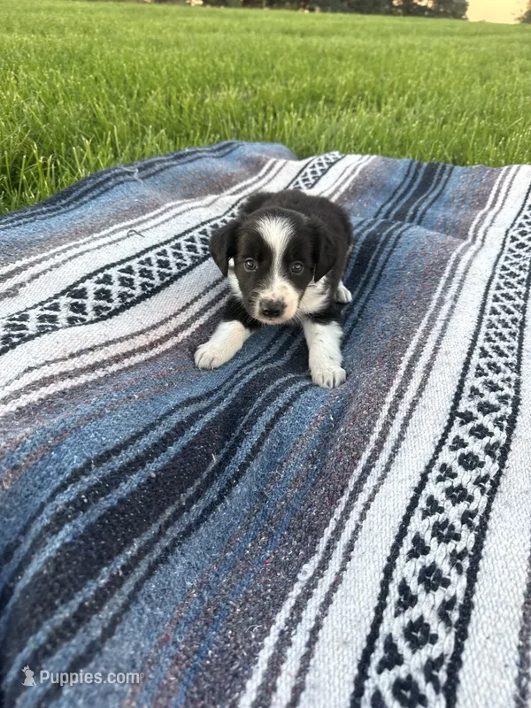Ace – Border Collie puppy for sale in Iowa City, IA