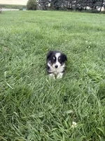 Zoe, a female Miniature Australian Shepherd for sale in Iowa City, IA – 2 of 8