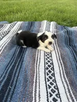 Amy, a female Border Collie for sale in Iowa City, IA – 2 of 5