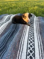 Atlas, a male Border Collie for sale in Iowa City, IA – 3 of 6