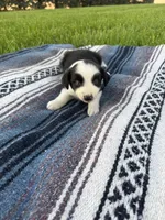 Amy, a female Border Collie for sale in Iowa City, IA – 5 of 6