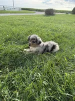 Zuri, a female Miniature Australian Shepherd for sale in Iowa City, IA – 2 of 6