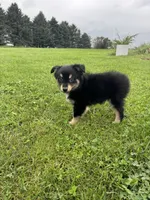 Chestnut, a male Miniature Australian Shepherd for sale in Iowa City, IA – Photo 4 of 10