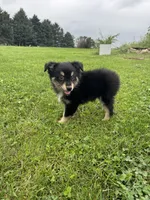 Chestnut, a male Miniature Australian Shepherd for sale in Iowa City, IA – Photo 5 of 10