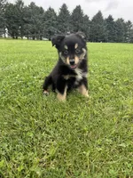 Chestnut, a male Miniature Australian Shepherd for sale in Iowa City, IA – Photo 3 of 10