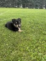 Chestnut, a male Miniature Australian Shepherd for sale in Iowa City, IA – Photo 7 of 10