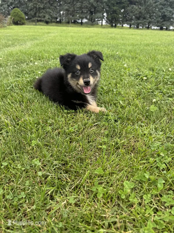 Chestnut, a male Miniature Australian Shepherd for sale in Iowa City, IA – Photo 1 of 10