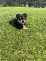 Chestnut, a male Miniature Australian Shepherd for sale in Iowa City, IA – Photo 1 of 10