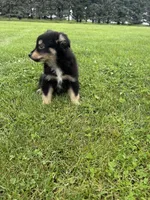 Chestnut, a male Miniature Australian Shepherd for sale in Iowa City, IA – Photo 8 of 10
