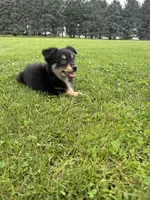 Chestnut, a male Miniature Australian Shepherd for sale in Iowa City, IA – Photo 10 of 10
