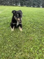 Chestnut, a male Miniature Australian Shepherd for sale in Iowa City, IA – Photo 9 of 10