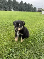 Chestnut, a male Miniature Australian Shepherd for sale in Iowa City, IA – Photo 2 of 10