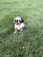 Zara, a female Miniature Australian Shepherd for sale in Iowa City, IA – 5 of 6