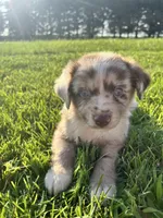 River, a male Miniature Australian Shepherd for sale in Iowa City, IA – Photo 2 of 9