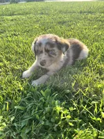 River, a male Miniature Australian Shepherd for sale in Iowa City, IA – Photo 7 of 9