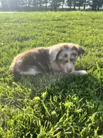 River, a male Miniature Australian Shepherd for sale in Iowa City, IA – Photo 9 of 9