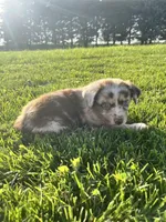 River, a male Miniature Australian Shepherd for sale in Iowa City, IA – Photo 6 of 9