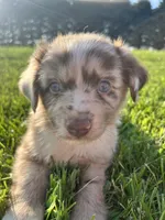 River, a male Miniature Australian Shepherd for sale in Iowa City, IA – Photo 4 of 9
