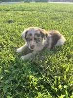 River, a male Miniature Australian Shepherd for sale in Iowa City, IA – Photo 3 of 9