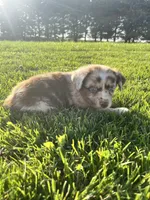 River, a male Miniature Australian Shepherd for sale in Iowa City, IA – Photo 8 of 9