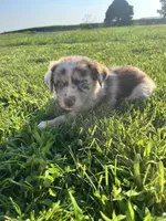 River, a male Miniature Australian Shepherd for sale in Iowa City, IA – Photo 1 of 9