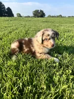 River, a male Miniature Australian Shepherd for sale in Iowa City, IA – Photo 5 of 9