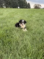 Zoe, a female Miniature Australian Shepherd for sale in Iowa City, IA – 6 of 8