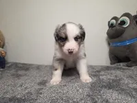 Hestia, a female Australian Shepherd for sale in Riverside, CA – 4 of 4