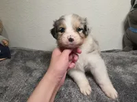 Daphne, a female Australian Shepherd for sale in Riverside, CA – 4 of 4