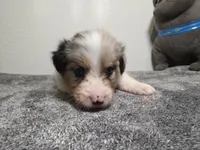 Daphne, a female Australian Shepherd for sale in Riverside, CA – 3 of 4
