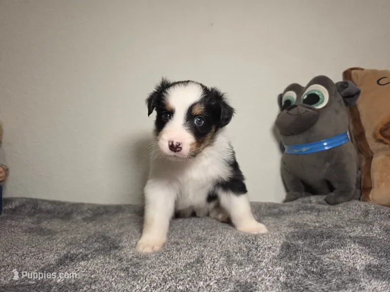 Ginny – Australian Shepherd puppy for sale in Riverside, CA