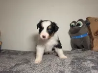 Ginny, a female Australian Shepherd for sale in Riverside, CA – 1 of 4