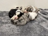 new puppy, a female Australian Shepherd for sale in Riverside, CA – 3 of 4