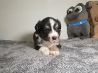 Fendi, a male Australian Shepherd for sale in Riverside, CA – 3 of 4