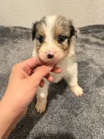 new puppy, a female Australian Shepherd for sale in Riverside, CA – 1 of 4