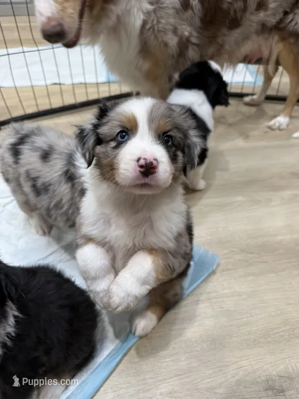 Arthur – Australian Shepherd puppy for sale in Riverside, CA