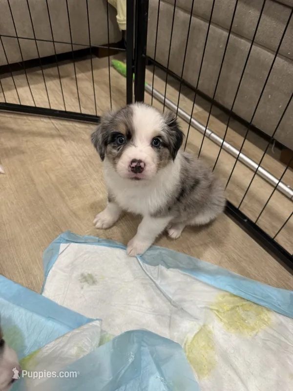Hestia – Australian Shepherd puppy on hold in Riverside, CA
