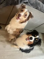 new puppy, a male Australian Shepherd for sale in Riverside, CA – 4 of 4
