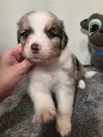 Brady, a male Australian Shepherd for sale in Riverside, CA – 2 of 4