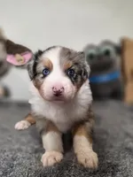 Arthur, a male Australian Shepherd for sale in Riverside, CA – 3 of 4