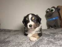 Fendi, a male Australian Shepherd for sale in Riverside, CA – 2 of 4