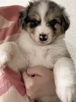 Elton, a male Australian Shepherd for sale in Riverside, CA – 3 of 4