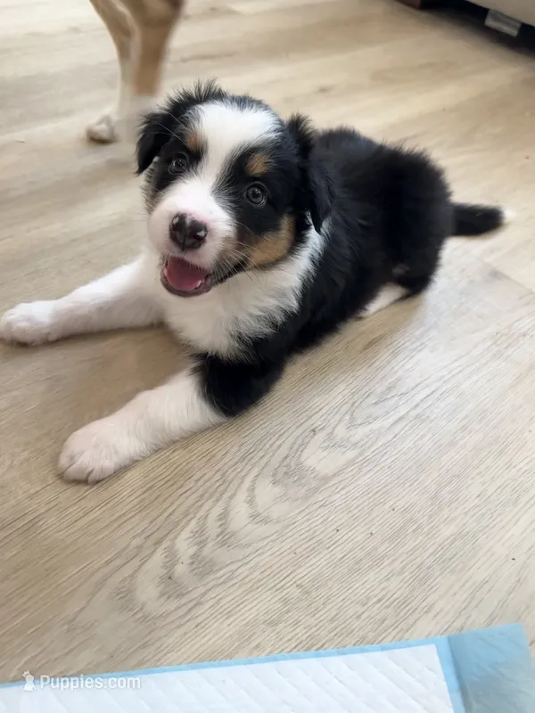 Ginny – Australian Shepherd puppy on hold in Riverside, CA