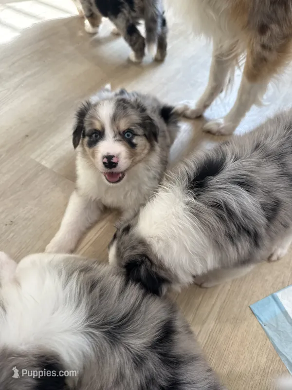 Elton – Australian Shepherd puppy for sale in Riverside, CA