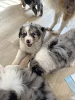 Elton, a male Australian Shepherd for sale in Riverside, CA – 1 of 4