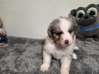 Brady, a male Australian Shepherd for sale in Riverside, CA – 4 of 4