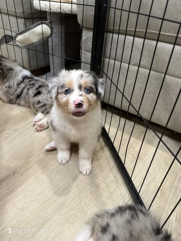 Chloe – Australian Shepherd puppy on hold in Riverside, CA