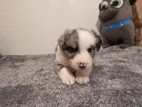 Hestia, a female Australian Shepherd for sale in Riverside, CA – 2 of 4