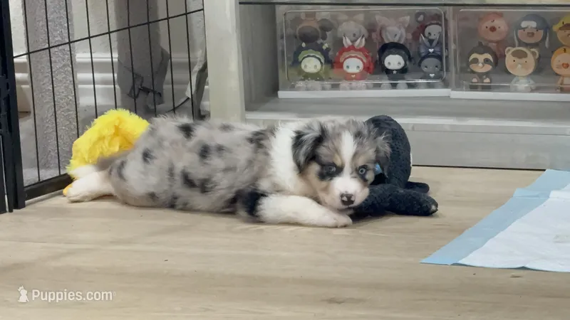 Elton – Australian Shepherd puppy for sale in Riverside, CA